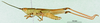CollectionObject 1502307; 1c9ca587-7ca8-4722-b6d5-a6c16ecdd5dc: male, lateral view (paratype). (CollectionObject).