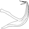Aedeagus, lateral view on Edwardsiana prunicola (Edwards, 1914): Aedeagus, lateral view. (Observation).