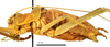 CollectionObject 1531359; b7cc2115-2530-434d-aa94-d038815bdb4f: male, lateral view (syntype). (CollectionObject).