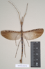 CollectionObject 1559814; 2a298c8a-596c-4db2-aba1-84063b998a7b: copyright Natural History Museum, London. male of Necroscia sarpedon (syntype). (CollectionObject).;CollectionObject 1559815; 3368a023-0585-4ab9-967a-1f3367d9a27c: copyright Natural History Museum, London. male of Necroscia sarpedon (syntype). (CollectionObject).