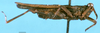 CollectionObject 1505081; 4efe119f-a50a-4294-b757-0160c4209f70, DORSA D163XM01: male, lateral view (holotype). (CollectionObject).