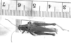 CollectionObject 1567239; c96b135c-a96a-4f0a-b18e-9f9774414b0b: male, dorsal view (syntype of Atrachelacris gramineus). (CollectionObject).