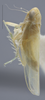 Habitus, lateral view: Lateral. Lighter colored specimen. (Observation).
