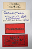 CollectionObject 1578583; d9594c4b-e1ba-40f7-b6b8-f758e6dd046a: male, labels (paralectotype). (CollectionObject).