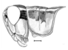Dichroplus pratensis Bruner, 1900: Fig. 5. male head and pronotum, dorsal view. (Otu).
