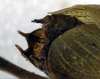 CollectionObject 1502454; 02321fdc-0c83-4931-9ff5-9f10a4472b2b: male abdomen tip (syntype). (CollectionObject).