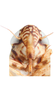 Head: !! display not done !! on Loreta (Loreta) ornaticeps Linnavuori, 1959: Face (after Duan et al., 2017). (Observation).