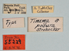 CollectionObject 1562221; 3d1b5623-a7f1-41dd-b5a8-6eb996f51715: copyright USNM, Washington. (CollectionObject).