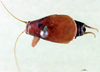 CollectionObject 1500734; 76466c5b-8db8-41ad-9d8b-ed9e2b38669d, MfN 4476: male, dorsal view (holotype). (CollectionObject).