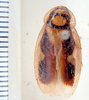 Dendroblatta insignis Hebard, 1926: Photo taken by Heidi Hopkins. (Otu).