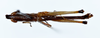 CollectionObject 1507512; 0815588d-f325-4ef1-a013-7e87d84f0b2f: holotype male lateral view. © Bernice P. Bishop Museum, Honolulu, photo Ricardo Mariño-Pérez, 2023. (CollectionObject).