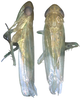 Habitus, dorsal view on Asymmetrasca mona (Dworakowska, 1994): Habitus. (Observation).