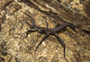 copyright Romain Boisseau. female in nature, Popondetta, Papua New Guinea, 19 November 2018. Depicts Eurycantha horrida Boisduval, 1835, an Otu.