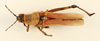 CollectionObject 1531110; 9d19ae37-80c5-49f3-a523-49c13ec34667: male, dorsal view (holotype). (CollectionObject).