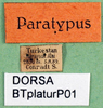 labels (syntype). Depicts CollectionObject 1502675; fde74d76-bce7-4a81-b2fe-bc278fd1ce27, a CollectionObject.