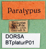 CollectionObject 1502675; fde74d76-bce7-4a81-b2fe-bc278fd1ce27: labels (syntype). (CollectionObject).