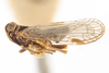 Habitus, lateral view: !! display not done !! on Melanoliarus (Melanoliarus) complectus (Ball, 1902): (Observation).