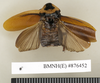 Pinaconota inaequalis (Walker, 1868): Copyright Natural History Museum, London. Holotype (adult male) in BM(NH). Dorsal view. (Otu).