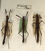 CollectionObject 1562311; e0070b52-d078-4e86-aa75-1d2e496ed8ed: copyright ZMUH, Hamburg. female of synonym Anisomorpha lurida (paralectotype, on right). (CollectionObject).