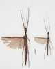 Syringodes rubicundus (Haan, 1842): copyright Phil Bragg. male (on right) and female. (Otu).