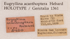 CollectionObject 1523768; 6efb9912-ebd8-47f3-b17d-bdcaa303a683: labels (holotype). (CollectionObject).