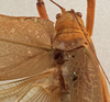 CollectionObject 1534701; c3c8ec24-4a59-4979-ab10-8bb222ed7175: female pronotum dorsal (syntype of Mataeus longipennis). (CollectionObject).