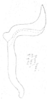 Aedeagus, lateral view: Aedeagus, lateral view. (Observation).