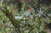 CollectionObject 1536566; f45c3162-c6fb-4def-83e9-7500f3ccbcf0, CH2038: male. (CollectionObject).