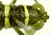 Brakeracris varablancensis Rowell, 1995: male head and pronotum, dorsal view. (Otu).
