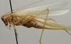 CollectionObject 1535910; 48200d88-1bdc-40b9-8dd7-df7597dff9b4: female, lateral view (paralectotype of Xiphidiopsis mitrata) [Gonamytta occidentalis accoding to Paris 1994]. (CollectionObject).