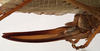 CollectionObject 1534725; 0c8b9bc8-b13c-4082-89ea-fd0ed5b9ee6e: female ovipositor (syntype). (CollectionObject).