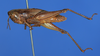 CollectionObject 1477321; 5c5ec4ce-2e29-4083-b47d-6fd573fb80ae: female, lateral view (syntype). (CollectionObject).