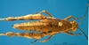 CollectionObject 1521450; c3568e87-82ae-4cf2-a711-a63a09d8f260: female, dorsal view (allotype). (CollectionObject).