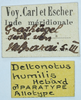 CollectionObject 1584359; c0950e9d-ebbc-4d46-8e65-8eb703aa7bda: labels (allotype of Deltonotus humilis). (CollectionObject).