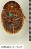 CollectionObject 1573153; acee7ce7-4b66-425d-a9f9-26bef69505f4: Copyright Natural History Museum, London. Non-type (adult female) in BM(NH). Ventral view. (CollectionObject).