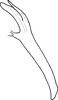 Aedeagus, lateral view on Distantasca latava (Dworakowska, 1981): Aedeagus, lateral view. (Observation).