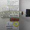 CollectionObject 1952948; 4fba5cd4-183b-4834-bbe5-a39137b532a5: Ochrimnus rabidus. Paratype. (BMNH) - (CC BY-NC 4.0) Photo by Stuart Cole, reproduced with permission from the Natural History Museum, London, UK. (CollectionObject).