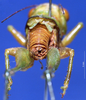 CollectionObject 1520504; 359550d9-0d11-46e9-81dd-e23885203de8: male cerci. (CollectionObject).