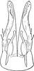 Subgenital plate: !! display not done !! on Alnetoidia (Alnetoidia) alneti (Dahlbom, 1850): Subgenital plate. (Observation).