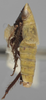 Habitus, lateral view on Athysanella (Diphipyga) mexicana Johnson, 1979: Lateral. (Observation).