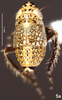 Habitus, dorsal view on Bretega declispiverpa Stiller, 2017: Habitus, male, dorsal view. (Observation).