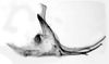 Aedeagus, lateral view: Male: aedeagus, lateral view. (Observation).