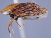 Habitus, lateral view: (Observation).