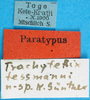 CollectionObject 1500259; 7d1a3941-2864-4af3-b7ee-7887c991c3dc: labels (paratype). (CollectionObject).