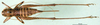CollectionObject 1501870; 4efdd98f-5c48-48bd-b8ee-0c0a324391e8: female, dorsal view (syntype). (CollectionObject).