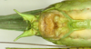 CollectionObject 1578432; 06d2a015-8696-4676-ba15-6fb865c41003: male cerci ventral view; phallus and subgenital plate internal view, freeze-dried specimen. (CollectionObject).