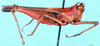 CollectionObject 1572877; f5e1c843-cf40-4b28-887f-7a76a5b3920b: male, lateral view (paralectotype). (CollectionObject).