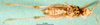 CollectionObject 1502714; 206f3258-0f55-4ea6-b78d-1a84e0360b8f: female, ventral view (Pyrgomorpha brevipennis). (CollectionObject).