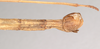 CollectionObject 1559776; a9816998-9d6f-433a-9811-dc1e868777d9, NHMUK(SF IMPORT DUPLICATE) 844660: copyright Natural History Museum, London. female: end of abdomen, ventral view (holotype). (CollectionObject).
