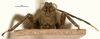 CollectionObject 1506807; fb83dfc6-fdb8-41b5-9481-c0a7f7286aa7: male, frontal view (holotype). (CollectionObject).